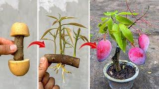 Just need potatoes to propagate withered mango branches into simple trees,how to propagate mango