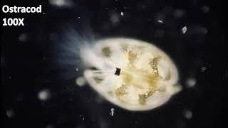 MY JOURNEY to the MICROCOSMOS - Ep.2
