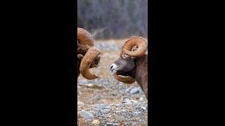 Bighorn Rams Fighting During the Rut  #shorts