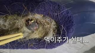 둥지 밖으로 버려진 야생새 새끼 먹이주기(세상에 이런일이)