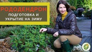 Подготовка и укрытие РОДОДЕНДРОНОВ  на зиму