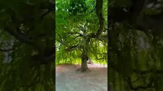 Under a Weeping Willow tree