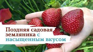 Садовая земляника Вера