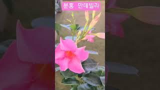 #은혜화훼판매장 #분홍만데빌라