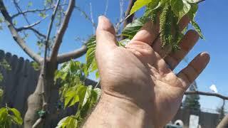 Our Multi Grafted mulberry. You can see the difference between 5 varieties (English language)