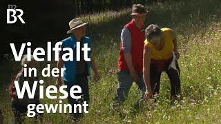 Naturschutz-Wettbewerb mit einer Bergweise: Oberallgäuer Wiesenmeisterschaft | BR