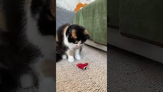  Get ready for holiday giggles with KiTiFISH! #cat  #cats #cattoys #catlife #catvideos