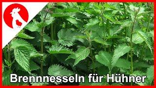 058 Brennnesseln - Superfood für Hühner - JETZT Sammeln !!!  Jensman and the Huhns  Brennesseln