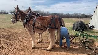 Mule Plowing, Harnessing, and barn manners (MUST SEE..VERY COOL!!!!) #001