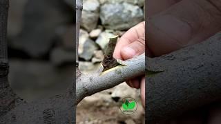 Best grafting techniques fig plant amazing video #bonsai #satisfying #graftingtips #tree