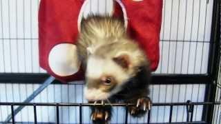 Marshall Pet Products - High Roller Fuzzy Dice