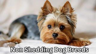 Top 10 Adorable Small Non Shedding Dog Breeds Dogs 101