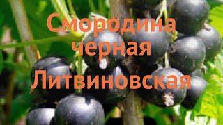 Смородина черная Литвиновская  обзор: как сажать, саженцы смородины Литвиновская