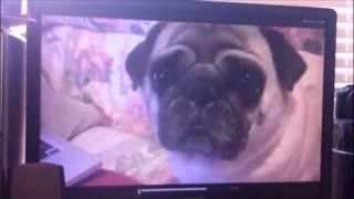 THE PUG FILES