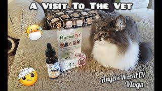 My Cat Charity Goes To The Vet - March 2019 | AngelsWorldTV Vlogs