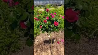 Satisfying Flower Arrangement .#flowers #diygardening #garden #natur