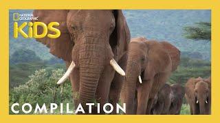 Animal Showdown  | 25 Minutes | Nat Geo Kids Compilation | @natgeokids