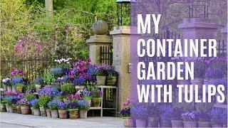 My container garden with tulips