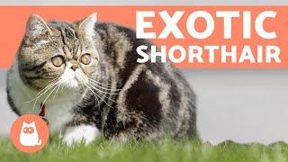 Gatto Exotic Shorthair - Razze di gatti AFFETTUOSI