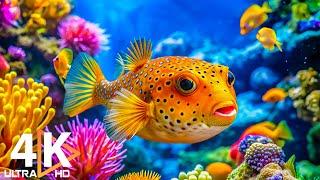 4K Aquarium Adventure (ULTRA HD)  Stunning Coral Reef Fish, Serene Music & Marine Life