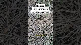 Никогда не косите траву, есть способ лучше! #сад #огород #дача #покостравы #сорняки