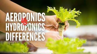 Aeroponics Vs. Hydroponics: What's The Difference?