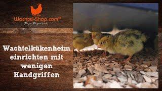 Wachtelkükenheim mit wenigen Handgriffen richtig einrichten | Wachtel-Shop.com