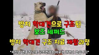 방치 학대견 구조된 초대형 보즈세퍼드/ 멍멍이삼촌 동물학대 제보