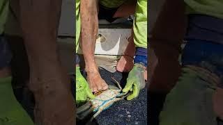 How to tie a BIG MUD CRAB – Aussie Crabbing Basics!