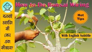 Part-14| Bonsai Wiring Tips | বনসাই ওয়্যারিং প্রক্রিয়া | Bonsai Wiring Bangla | How to wire a bonsai