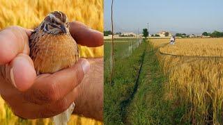 Batair K Shikar ki batreen video 2022 | Best Quail Hunting