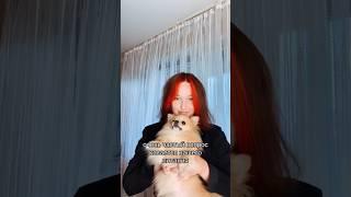 Питание ШПИЦА #pomeranian #шпиц #померанскийшпиц #немецкийшпиц