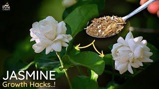 Top 5 JASMINE Growing Tips For Maximum Flowering..!