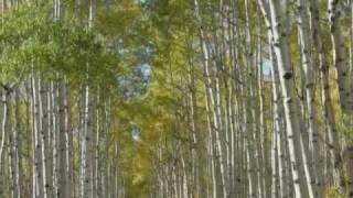 Aspen Alley