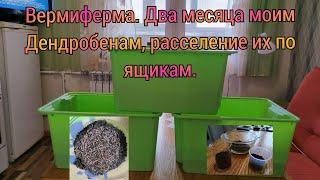 Вермиферма. Два месяца моим Дендробенам, расселение их по ящикам.