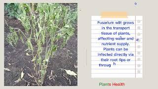 Fusarium Wilt | Causes | Symptoms | Control