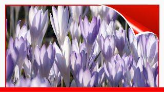 14 Beautiful Crocus Varieties ️