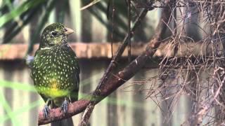 Green Catbird