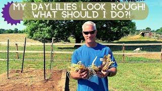 My Daylilies Look Rough! Here's What to Do | Oakes Daylilies