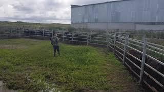 Абердин Ангус взвешиваем КРС на весах. Продажа КРС оптом живым весом. Aberdeen Angus weighing cattle