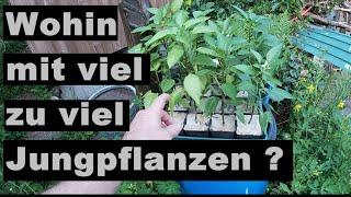 Jungpflanzen INVASION - Wohin mit den überzähligen Jungpflanzen?