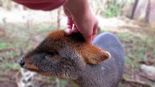 Adorable rescued Pudu loves head scratches