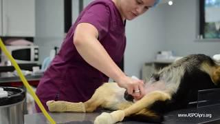 Spay/Neuter Patient Care: Patient Prep - Canine