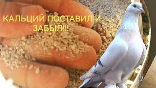 Кальций для голубей. ПОСТАВИЛ И ЗАБЫЛ!!!! Calcium for pigeons. SET IT AND FORGET IT!!!!