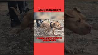 Dog of note: Militant Camp's Ch. DRACO #sportingdogs #apbthistory #dogtalk #apbt #apbtlove #gamedogs