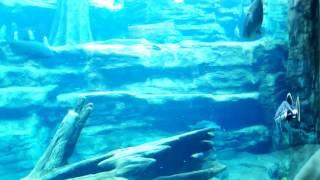 Aquarium
