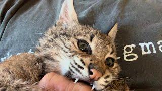 Letting a Bobcat Eat my Hand (one month update)