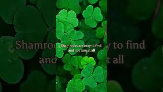 Shamrock vs. 4-Leaf Clover – What’s the difference?