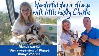 Wonderful day in Alanya with cute husky puppy Charlie(Alanya Travel Vlog)