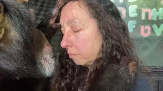 Chimpanzee Grooms Human Gently